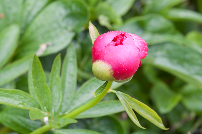 Hidcote 2015 (19)